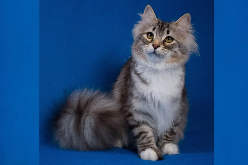 Russian-Siberian-Queen-2017.jpg