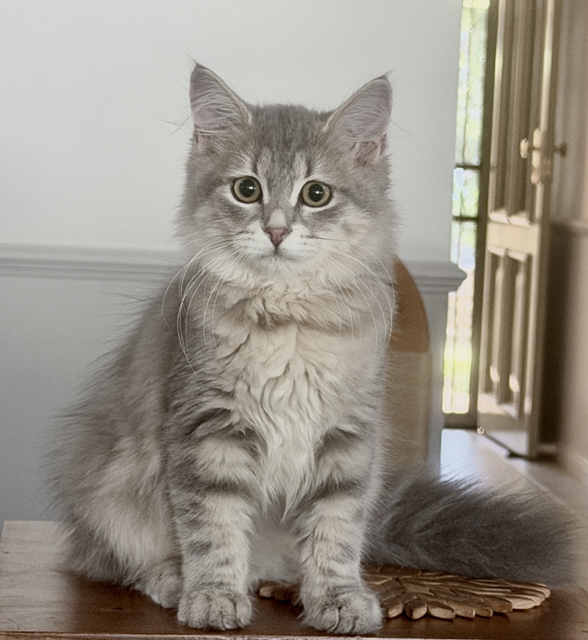 IMG_7637 - Siberian Cats